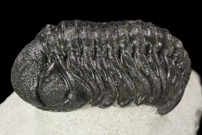 Bargain, Austerops Trilobite - Visible Eye Facets #120031